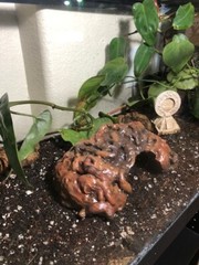 Arboreal Attitudes Small Weighted Ground Hides For Terrariums And Cages