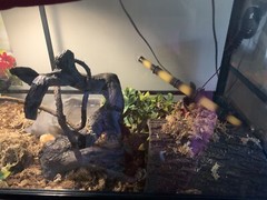 REPTIZOO 67 Gallon tank 48″x18″x18″ Good condition SNAKE INCLUDED