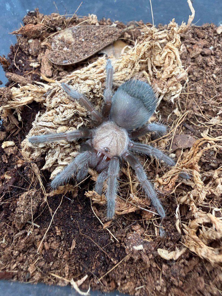 Mexican Golden Red Rump Tarantula (Brachypelma albiceps) – 2 in