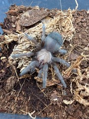 Mexican Golden Red Rump Tarantula (Brachypelma albiceps) – 2 in