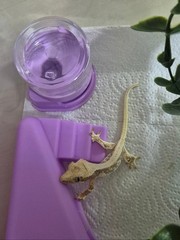 Reptile & Gecko Durep Water Dispenser – Large (60ml) Sky Blue 1pc