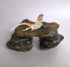 Small JUVENILE Reptile Phyllite Schist Basking Platform/Bridge 5 x 2.5 x 2″
