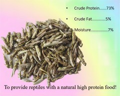 2oz Freeze-Dried Grasshoppers Nutritious Reptile Amphibian Food High Protein