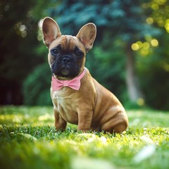 Bling Dog Bow Tie Collar for Puppy Small Dogs and Cats, Cute Pink Girl Dog Co…