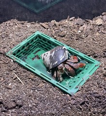 Hermit Crab Pool Underground Tank Decoration Climbing Toys Ornament Accessories