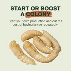 Mealworm Pupae Live Feeder Insects | FREE SHIPPING & Live Arrival