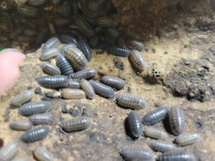 10 count armadillidium nasatum ‘nosey’ grey isopods
