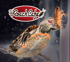 Dubia Roaches 100 Medium 1/2-3/4 in. Hand Count All Orders Plus 15%Over Count.
