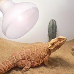 Reptile Basking Light Bulb – 150W UVA Daylight, Perfect for Lizard Habitats