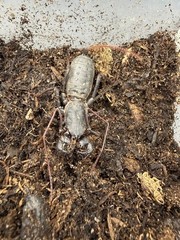 Florida Giant Vinegaroon (Mastigoproctus floridanus) – 2-2.5 in