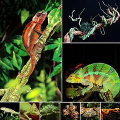 kathson 3 PCS Reptile Vines Plants Flexible Bendable Jungle Climbing Vine Terrar