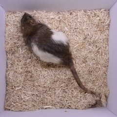 5 Frozen Feeder Rats Jumbos -FREE S&H -MiceDirect!! Rodents! Reptiles Snake food