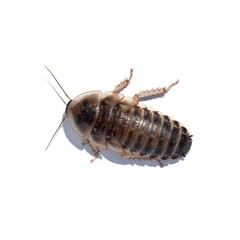 Dubia Roaches, Free 2 day shipping. Live arrival Guarantee. For reptiles & birds