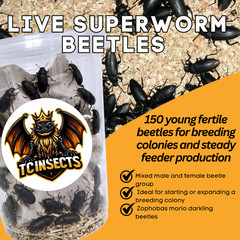 150 Young Superworm Beetles Mixed Male Female Zophobas morio Live Breeders