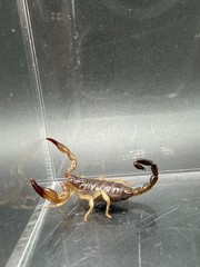 Whitei Scorpion (Nebo whitei) – 1-2 in