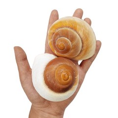 Extra Large Hermit Crab Shells 2 Pack Natural Snail Shells for Large Crabs