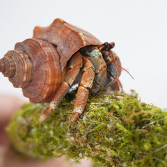 25 Inch Hermit Crab Climbing Toys, Bendable Hermit Crab Supplies, Ideal Hermit