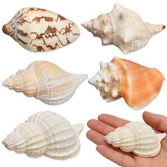 5PCS Medium and Large Hermit Crab Shells| Natural Sea Conch Size 2.8″ – 4.5″,…