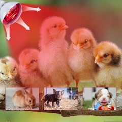 6 Pack 250W Infrared Heat Lamp Bulbs for Chickens, Pets, Light Therapy, Brooder
