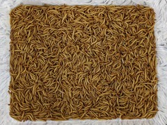 1100 – Live Mealworms