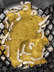 Silkworms – Ships at 3/8″-1″ – 10 or 20 count