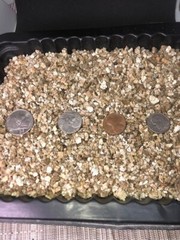 Organic Sterile Vermiculite for Terrariums Planting and incubators