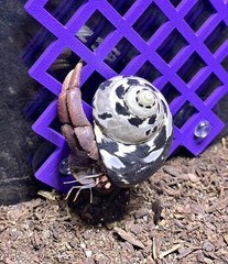 Hermit Crab Climbing Wall Hermit Crab Tank Ornament Toys Accessories Supplies