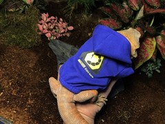 HAICHEN TEC Lizard Clothes Hoodie for Bearded Dragon Reptile Apparel Blue