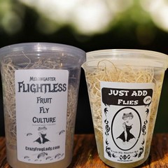Flightless Fruit Fly Culture + 1 Just Add Flies for Dart Frog Food Reptile Food