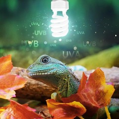 13W UVA/UVB 5.0 Light for Reptiles – Enhanced Health for Chameleons & Tree Frogs