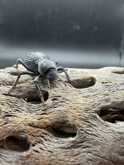Blue Death Feigning Beetle (Asbolus verrucosus) – 1 in