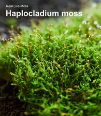 Live Moss 3-Pack for Reptile Enclosures & Terrariums,Fresh Reptiles Substrate