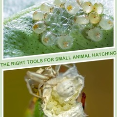 20 Pcs Insect Spider Terrariums Breeding Box Small Reptile Hatching Container