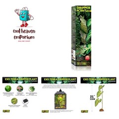 Dripper Plant, Large