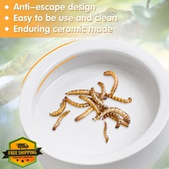 Tfwadmx 6 Reptile Food Bowls Mini Ceramic 2.7″