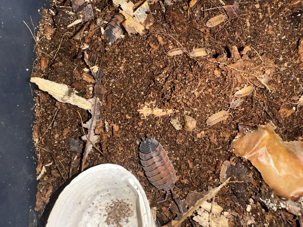 15 count P. Scaber “Lava” isopods for bioactive terrarium