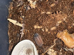 15 count P. Scaber “Lava” isopods for bioactive terrarium