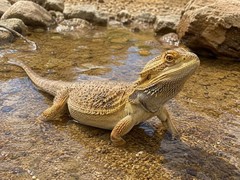 Zoo Med Electrolyte Soak for Reptiles 8 ounce