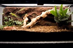 T-Rex Reptile Terrarium Decor – Rock Ridge Background – 10 Gallon
