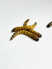 Live Superworms – 50-1000 counts – 4 different sizes – First Class/Priority Mai