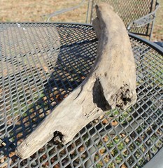 DRIFTWOOD natural Terrarium Taxidermy Art/craft Reptile beach home/garden Decor