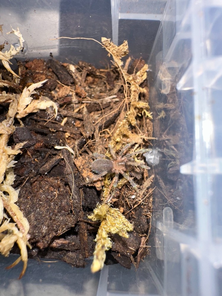 Trinidad Pink Dwarf Tarantula (Holothele longipes)