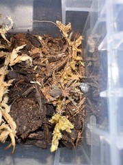 Trinidad Pink Dwarf Tarantula (Holothele longipes)