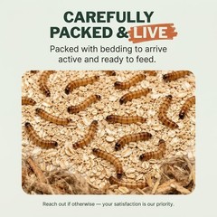 Small Superworms 1/2-1 inch Live Feeder Insects | FREE SHIPPING & Live Arrival