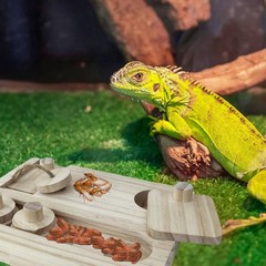 Bearded Dragon Feeder Puzzle, Wooden Lizard Feeding , Reptile Interactive Enr…