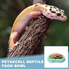 Reptile bowl 13.5cm S bright