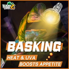 Heat Lamp Bulbs, UVA Intense Basking Spot Light Reptile Heat Lamp(Clear) 50W,…