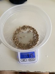 200+ Live Firebrats “Thermobia domestica” Feeder Red Runner Dubia Replacement