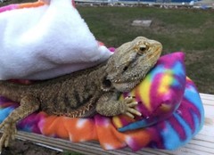 TYE DYE PRINT LARGE ATTACHABLE RESTING BED SET SOFT COVER 4 BEARDED DRAGON
