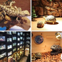 2 Pack 100W UVA Reptile Basking Spot Bulb Full Spectrum Sun Light Heat Lamp